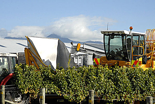 机器,收获,葡萄,葡萄园,马尔伯勒,区域,靠近,布伦海姆,南岛,新西兰