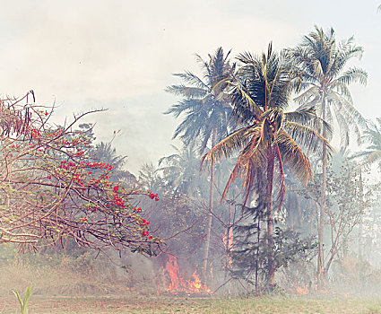 火,丛林,树林,泰国