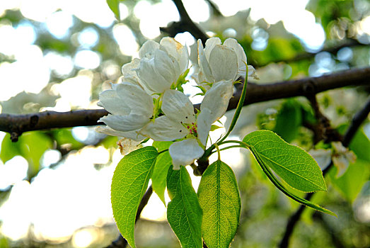 苹果花,早春,年轻,苹果树,俄罗斯