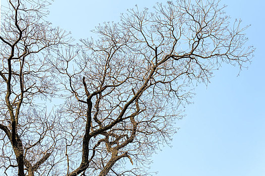 蓝天下冬天落叶后的树枝