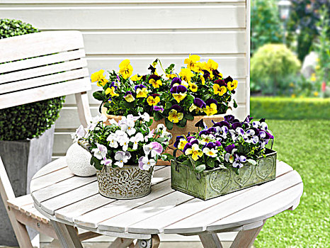 有角,紫罗兰,桌子,花园,容器