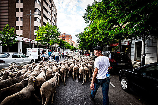 大,羊群,街道,城市,索里亚,迁徙,路线,地点,晚春,西班牙