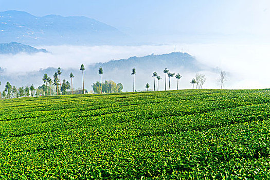 高山茶园