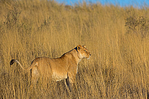 狮子,沙丘,靠近,南非