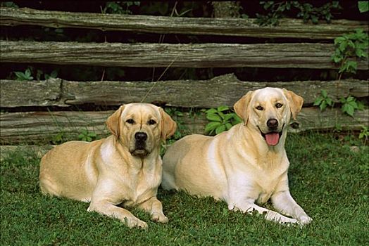 黄色拉布拉多犬,狗,两个,成年人,并排,草地