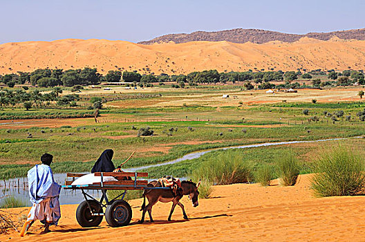 驴,手推车,软,沙子,区域,毛里塔尼亚,非洲