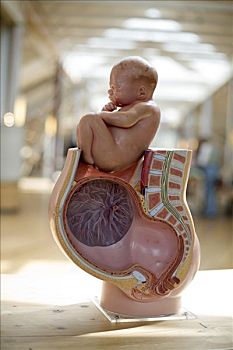 解剖模型,胎儿,肚子