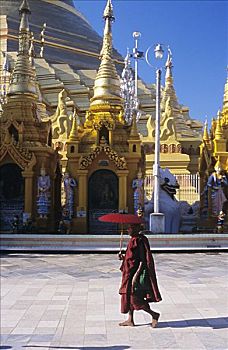 缅甸,仰光,瑞光大金塔,庙宇,僧侣,走,拿着,红色,伞