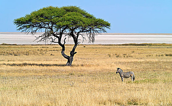 白氏斑马,正面,埃托沙国家公园,纳米比亚,非洲