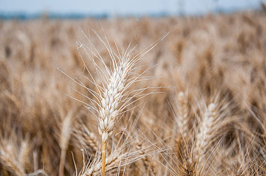 成熟的小麦麦穗特写