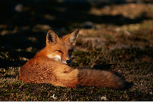红狐,躺着,草,阿尔冈金省立公园,安大略省,加拿大