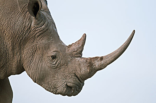 白犀牛,禁猎区,肯尼亚