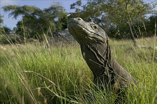 科摩多巨蜥,科摩多龙,走,高草,林卡岛,科莫多国家公园,印度尼西亚