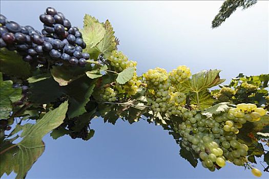 成熟,酿酒葡萄,葡萄藤,风景,远景,施蒂里亚,奥地利,欧洲