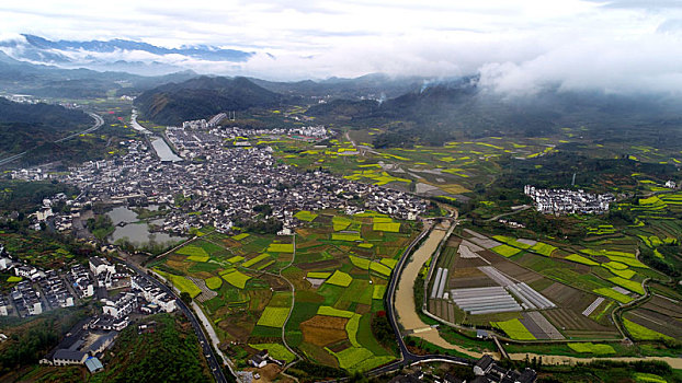 黟县油菜花