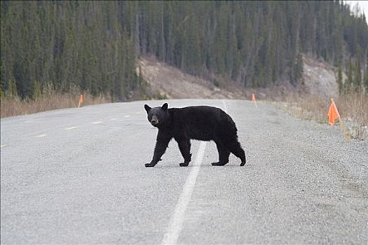 黑熊,美洲黑熊,阿拉斯加公路,克卢恩国家公园,育空地区,加拿大