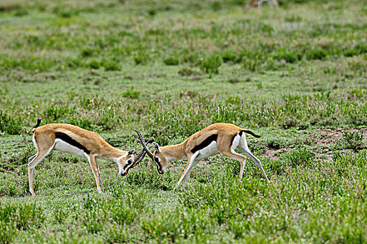 坦桑尼亚,塞伦盖蒂国家公园,瞪羚,汤氏瞪羚