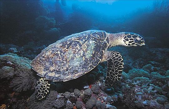 绿海龟,龟类,爬行动物,所罗门群岛,太平洋,海洋动物,水下,海洋,动物