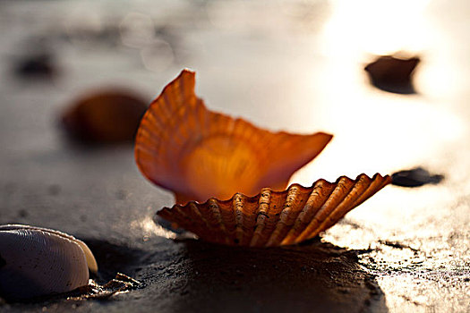 贝壳,沙滩