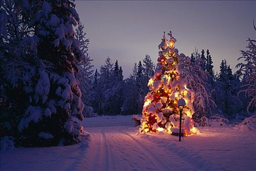 灯光,圣诞树,附近,日落,冬天
