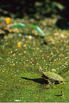 锦龟,波恩特佩利国家公园,安大略省,加拿大