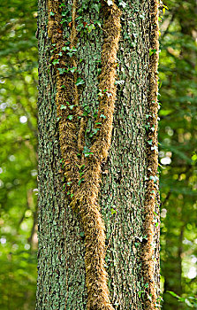 根部,常春藤,橡树,栎属,栎树,下萨克森,德国,欧洲
