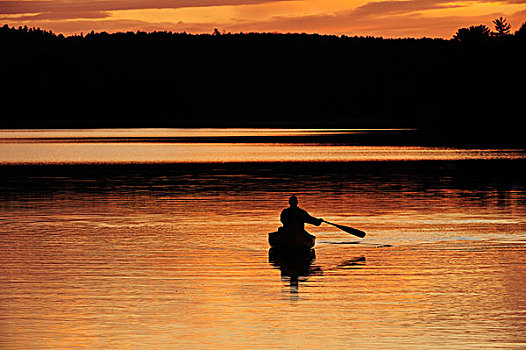 划船,独木舟,湖,晚间,亮光,阿尔冈金省立公园,安大略省,加拿大