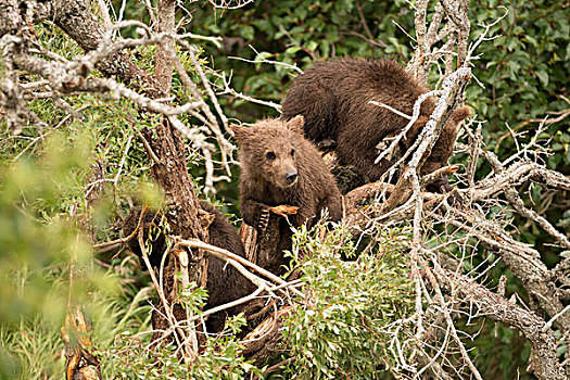 棕熊,幼兽,休息,枯木