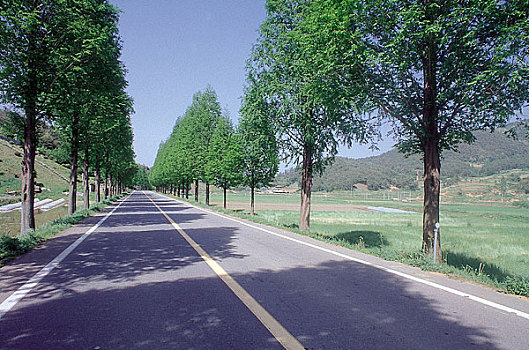 荫凉,树,道路