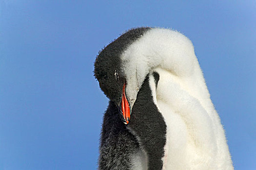 巴布亚企鹅,幼禽,港口,南极