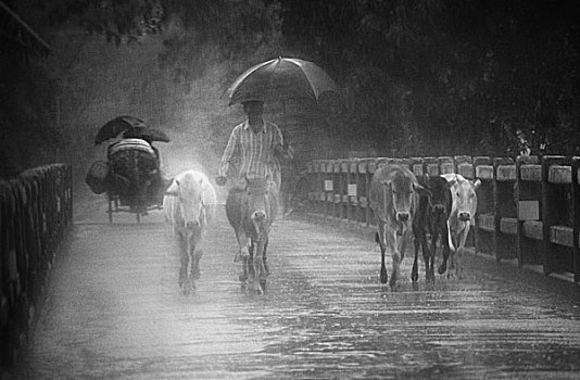 牧民,牛,雨,地区,分开,2007年