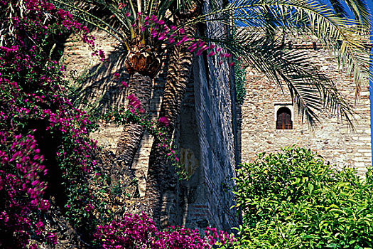 西班牙,安达卢西亚,马拉加,棕榈树,花,壁,阿尔卡萨瓦城堡,摩尔风格