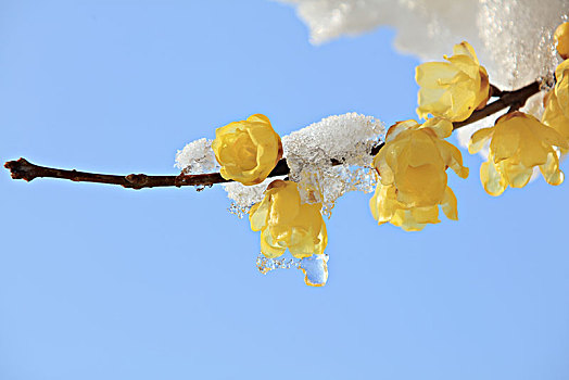 腊梅,蜡花,腊梅花