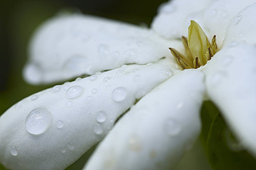 露珠,花