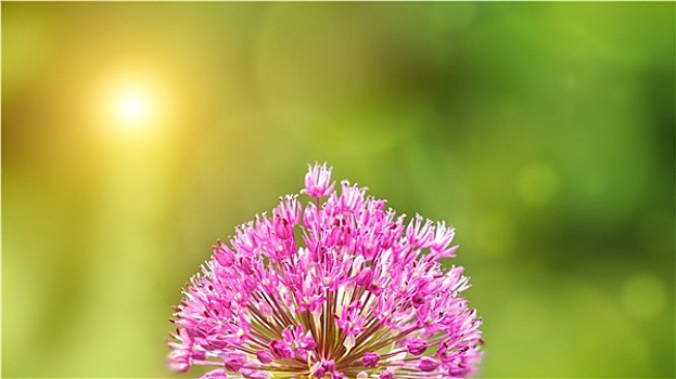 夏天,背景,粉色,葱属植物,花,正面