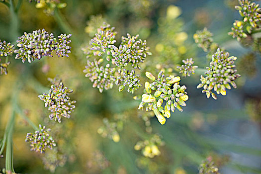 芥末,植物,花