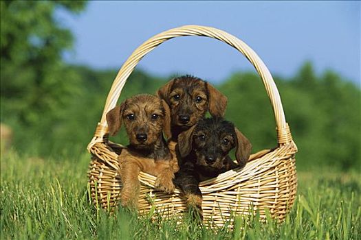 微型,达克斯猎狗,狗,三个,小狗,篮子