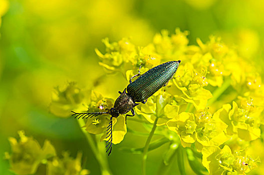 甲虫,栖息,自然保护区,黑森州,德国,欧洲
