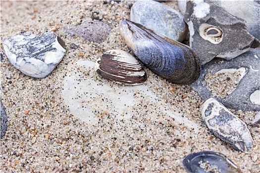 石头,壳,海滩,沙子