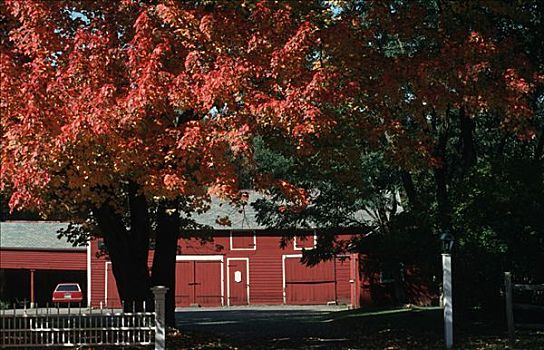 红色,树,马萨诸塞,美国
