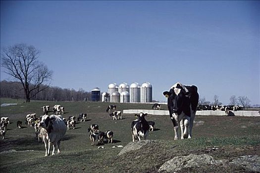 奶牛,纽约,美国