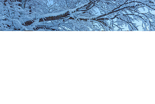 积雪,山毛榉树,黎明,冬天,黑森林,布赖施高,巴登符腾堡,德国