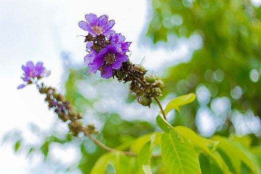 紫罗兰,花,树
