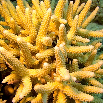 珊瑚礁,黄色,手指,珊瑚,热带,海洋,水下