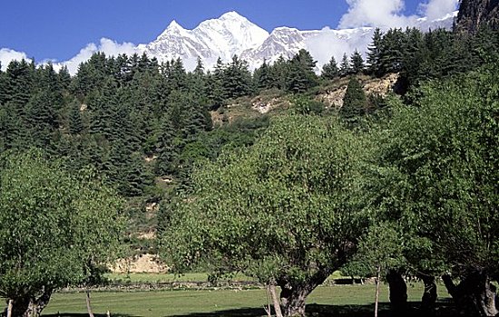 树,山脉,背景,顶峰,安娜普纳,尼泊尔