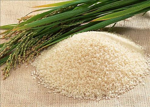 稻米,水稻