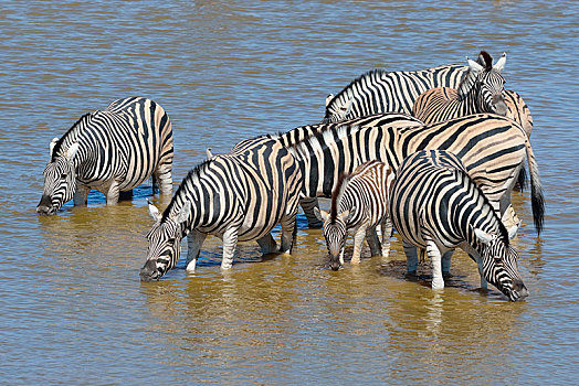 斑马,马,牧群,成年,幼兽,喝,水坑,埃托沙国家公园,纳米比亚,非洲