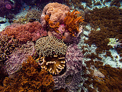 珊瑚,海洋,印度尼西亚,科莫多,水下