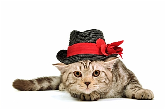 苏格兰折耳猫,小猫,戴着,黑色,帽子,隔绝