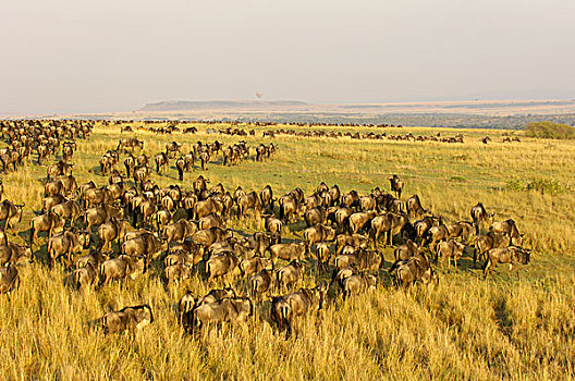 蓝色,角马,牧群,草地,迁徙,马赛马拉,肯尼亚,非洲